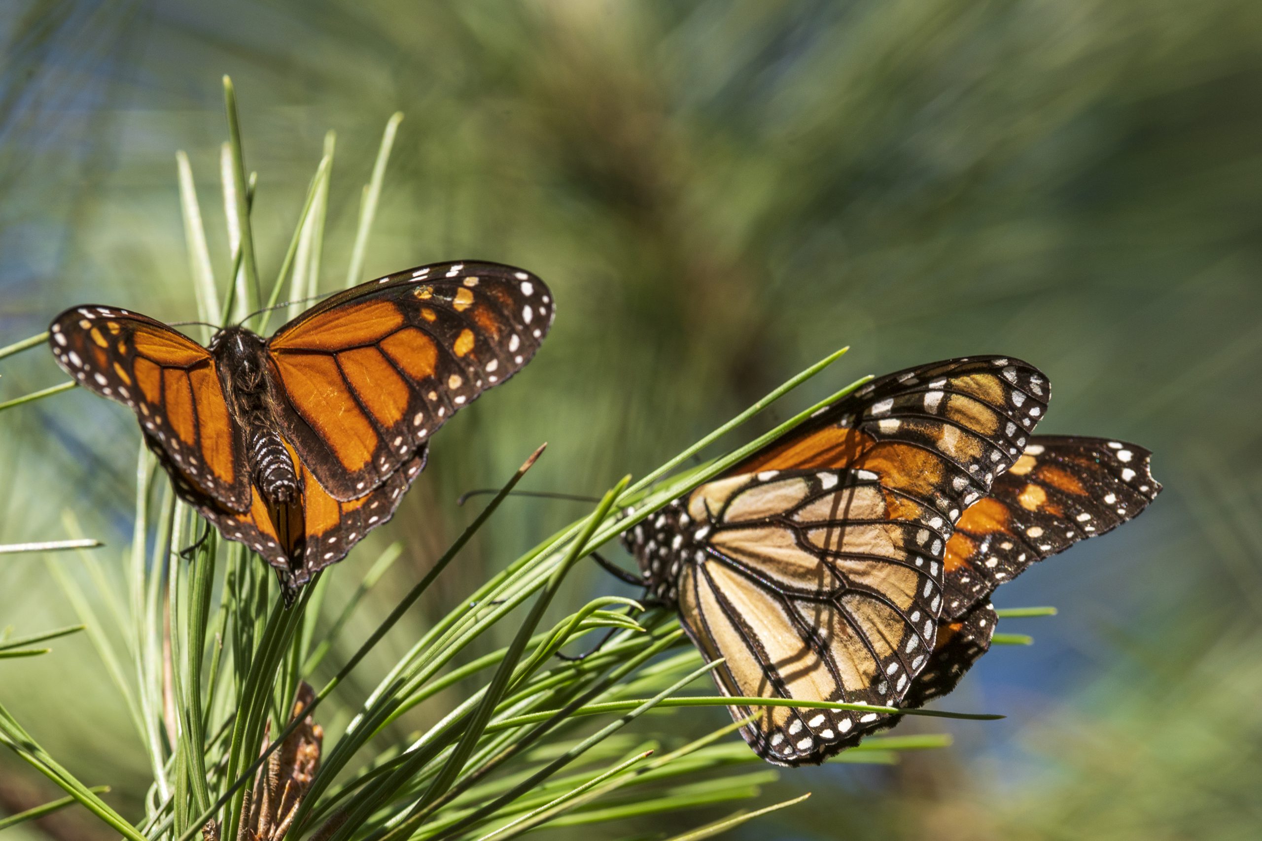 Beloved Monarch Butterflies Now Listed As Endangered California Public